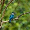 Lednacek promenlivy - Todiramphus chloris - Collared Kingfisher o1633